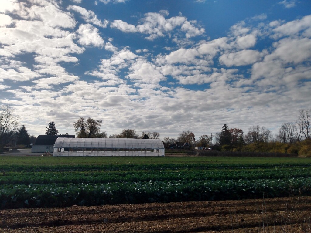 Transaction - Patchwork Gardens